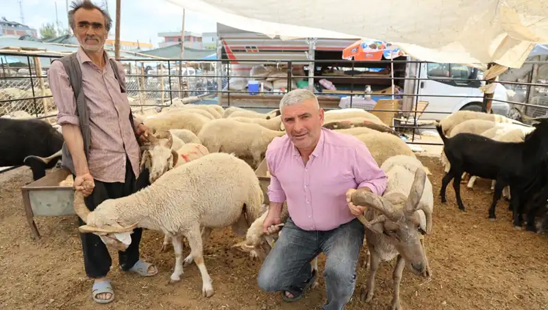 Kurban Bayramı İçin 4 Boynuzlu Koçların Talebi Patladı