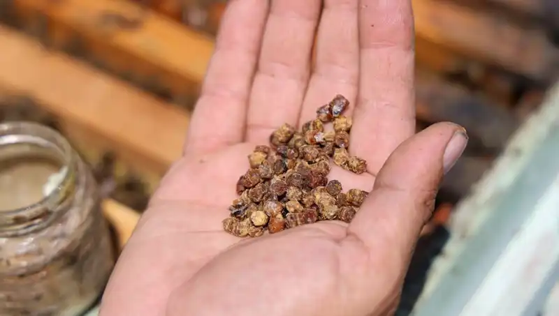 Eskiden Çöpe Atılıyordu, Şimdi Protein Kaynağı Olarak Satılıyor
