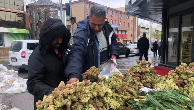 Kendiliğinden yetişen bu bitki, kanserle mücadelede yeni bir umut ışığı olabilir!