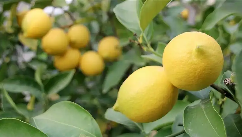 Limonun Kilogramı 24 Liraya Çıktı: Tüketiciler Neler Yapacak?